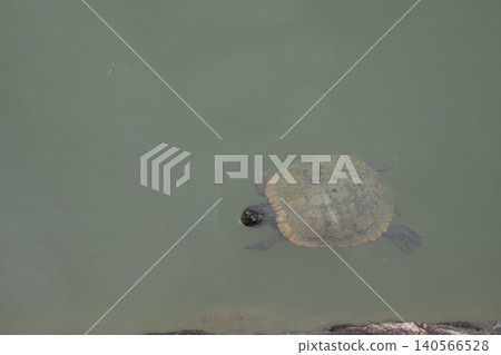 Turtle in the pond Turtle in the pond 140566528