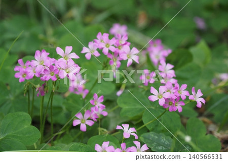 Oxalis pink flower 140566531