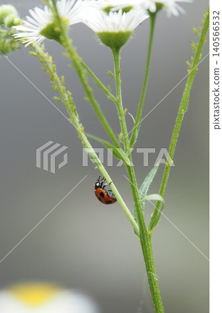 Erigeron annuus flowers, stems, and ladybugs 140566532