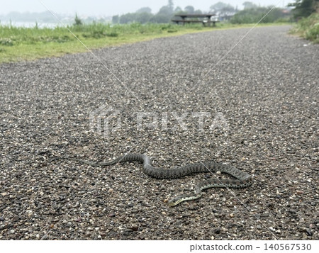 A wild snake (full body) sitting still in the middle of a walking path | Jōnuma Pond, Tatebayashi City, Gunma Prefecture A wild snake (full body) sitting still in the middle of a walking path | Jōnuma Pond, Tatebayashi City, Gunma Prefecture 140567530