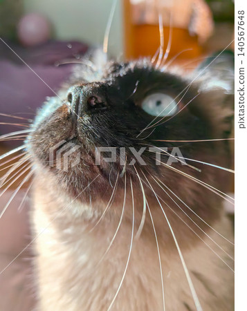 Macro shot of a Siamese cat face showing whiskers, nose, and blue eyes in natural light. Macro shot of a Siamese cat face showing whiskers, nose, and blue eyes in natural light. 140567648