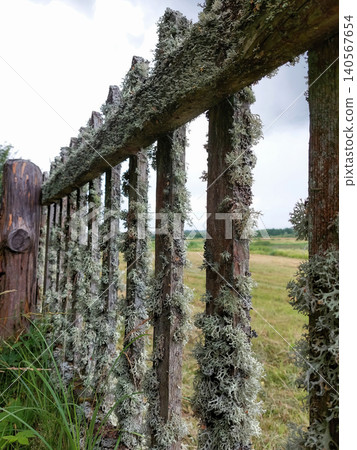 Close-up of an aged wooden picket fence overgrown with textured grey lichen. Close-up of an aged wooden picket fence overgrown with textured grey lichen. 140567654