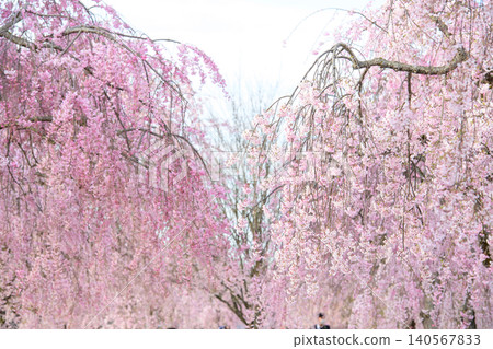 A row of weeping cherry trees in full bloom in Kitakata City, Fukushima Prefecture. A row of weeping cherry trees in full bloom in Kitakata City, Fukushima Prefecture. 140567833