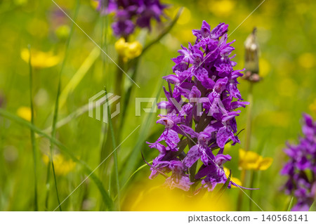 A vivid purple wildflower stands in sharp focus among soft yellow blossoms and green grass, with a bright natural background and gentle blurred bokeh 140568141