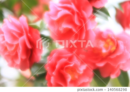Beautiful pink roses Beautiful pink roses 140568298