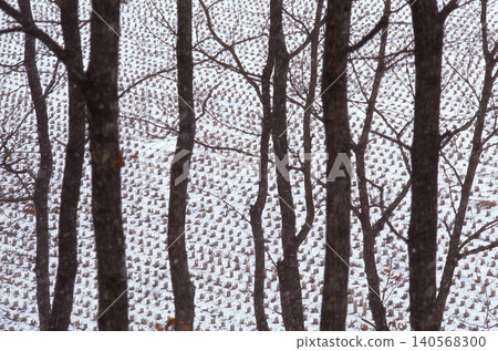 Winter grove 140568300