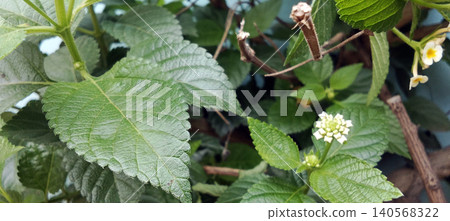 Green plant leaves with flower buds starting to appear. Green plant leaves with flower buds starting to appear. 140568322