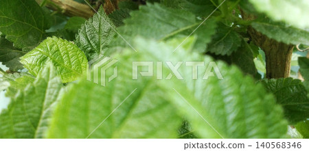 Close up of lush green foliage with natural leaf texture. Close up of lush green foliage with natural leaf texture. 140568346