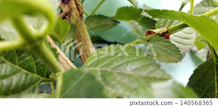 Close up of green leaves and branches with natural bokeh background. Close up of green leaves and branches with natural bokeh background. 140568365