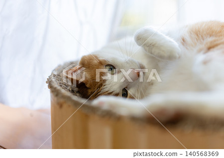 A cat relaxing by the window Brown tiger white 140568369