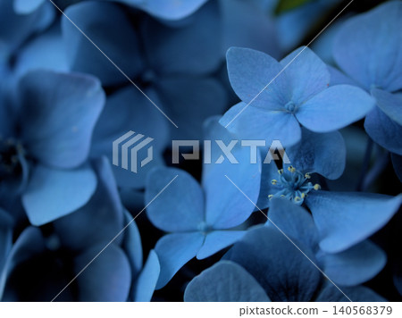 Colorful hydrangeas that bloomed beautifully in June. Colorful hydrangeas that bloomed beautifully in June. 140568379