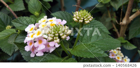 Beautiful pastel colored lantana flowers bloom among the green leaves. Beautiful pastel colored lantana flowers bloom among the green leaves. 140568426