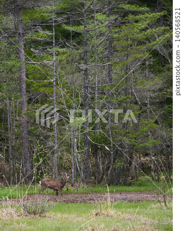 Deer in Tashiro Marsh, a popular spring tourist spot in Kamikochi. Deer in Tashiro Marsh, a popular spring tourist spot in Kamikochi. 140568521