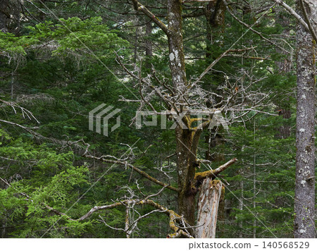Spring scenery of the spring tourist attraction, Kamikochi, with its fresh green forest Spring scenery of the spring tourist attraction, Kamikochi, with its fresh green forest 140568529