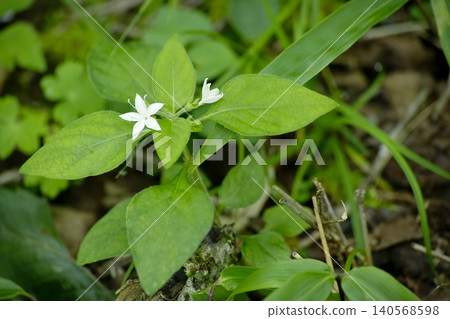 白花伊納莫里蘇 140568598