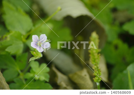Geranium thunbergii Geranium thunbergii 140568609