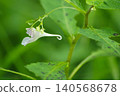 鳳仙花 140568678