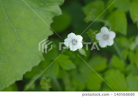 Geranium thunbergii Geranium thunbergii 140568680