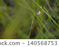 Hozakinomimikakigusa 140568753