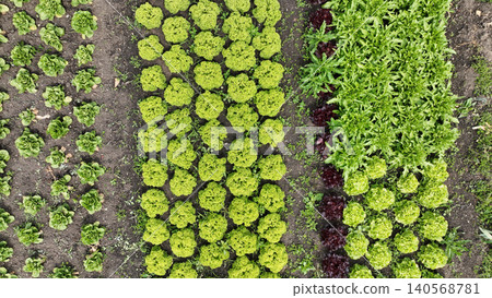Farm bio lettuces Lactuca sativa drone aerial rocket assorted plenty of organic colewort salad Eruca Red leaf Lollo Rossa Oakleaf Romaine Winter Landis lettuce plant greenhouse leaf lobed sturdy dark Farm bio lettuces Lactuca sativa drone aerial rocket assorted plenty of organic colewort salad Eruca Red leaf Lollo Rossa Oakleaf Romaine Winter Landis lettuce plant greenhouse leaf lobed sturdy dark 140568781