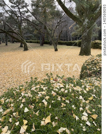 Ginkgo leaves scattered among the green bushes create a yellow carpet. Ginkgo leaves scattered among the green bushes create a yellow carpet. 140569093