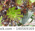 蓮花掌，景天科的一種多肉植物。 140569169