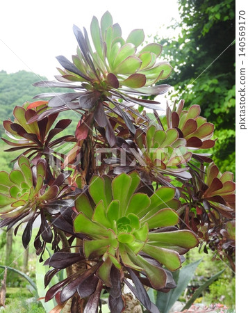 蓮花掌,景天科的一種多肉植物。 蓮花掌,景天科的一種多肉植物。 140569170