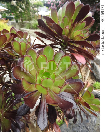 Aeonium, a succulent plant belonging to the Crassulaceae family. Aeonium, a succulent plant belonging to the Crassulaceae family. 140569171