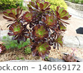 蓮花掌，景天科的一種多肉植物。 140569172
