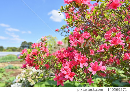 A walk around Iwatsuki: Satsuki azalea (Ericaceae family), rice paddy landscape 140569271