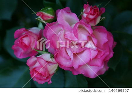 粉紅色的玫瑰花正在綻放 140569307