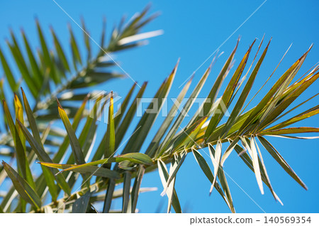 Tropical palm leaves in bright sunlight against clear blue sky background Tropical palm leaves in bright sunlight against clear blue sky background 140569354