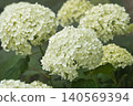 White hydrangea 140569394