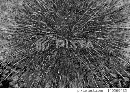 Fireworks blooming in magnificent glory Fireworks blooming in magnificent glory 140569485