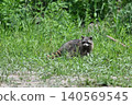 raccoon  140569545