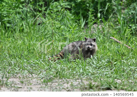 raccoon  140569545