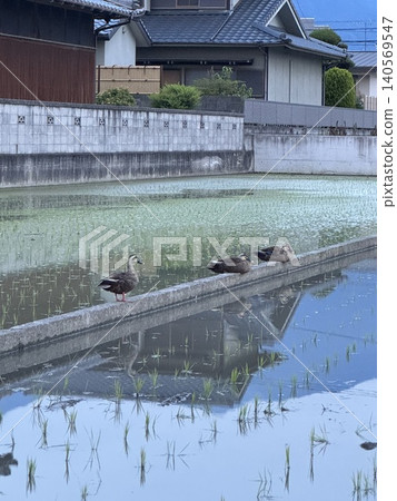 Mallard ducks resting in a rice paddy after planting. 140569547