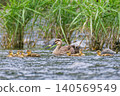 Seven mallard ducklings swimming with their parent. 140569549