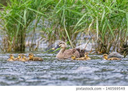 Seven mallard ducklings swimming with their parent. Seven mallard ducklings swimming with their parent. 140569549