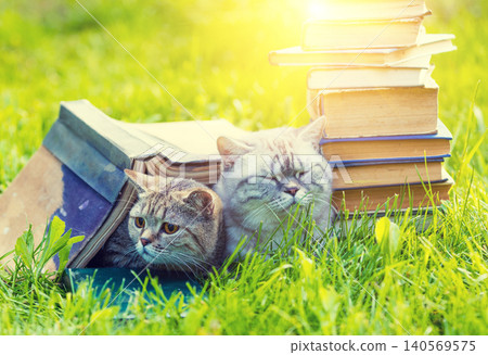 Two cute, clever cats are lying on the grass near the pile of books. Cats covered with a big grunge book Two cute, clever cats are lying on the grass near the pile of books. Cats covered with a big grunge book 140569575