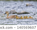 Seven mallard ducklings stay close to their parent. 140569607