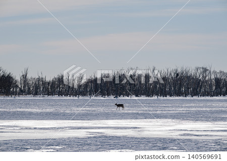 Ezo deer standing amidst the oak trees and snowfields of the Notsuke Peninsula 140569691