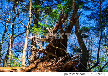 Dead trees on the mountain trail Dead trees on the mountain trail 140569732