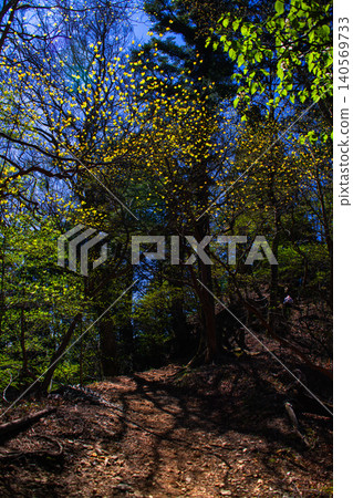 Trees bathed in the summer sun and dappled sunlight. Trees bathed in the summer sun and dappled sunlight. 140569733