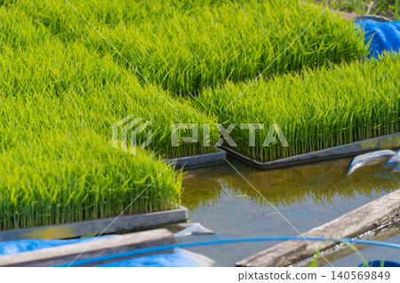 Rice seedling trays and young rice seedlings grown for the rice paddies before planting. Rice seedling trays and young rice seedlings grown for the rice paddies before planting. 140569849