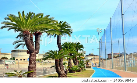 Summer tennis courts lined with cycads against a blue sky Summer tennis courts lined with cycads against a blue sky 140569949