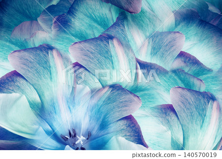Tulips flowers light blue.. Floral background. Close-up. Nature. Tulips flowers light blue.. Floral background. Close-up. Nature. 140570019