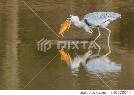 A grey heron, with a carp in its beak, is reflected on the water's surface. A grey heron, with a carp in its beak, is reflected on the water's surface. 140570043
