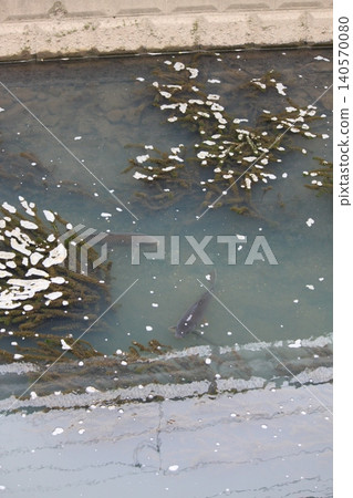 生活在水邊的黑色生物(鯉魚) 生活在水邊的黑色生物(鯉魚) 140570080