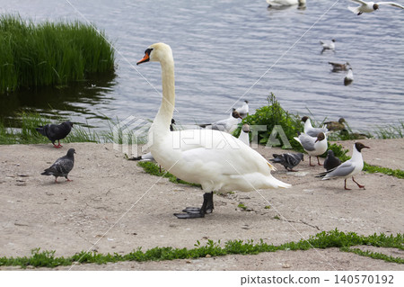Cygnus olor or a swan bird standing on a river coast with wild ducks and gulls. Cygnus olor or a swan bird standing on a river coast with wild ducks and gulls. 140570192